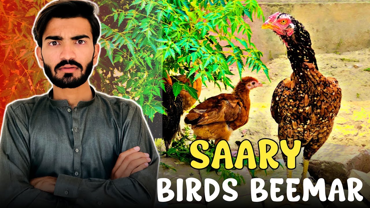 Meray Saary Birds Beemar Hogaye 😨