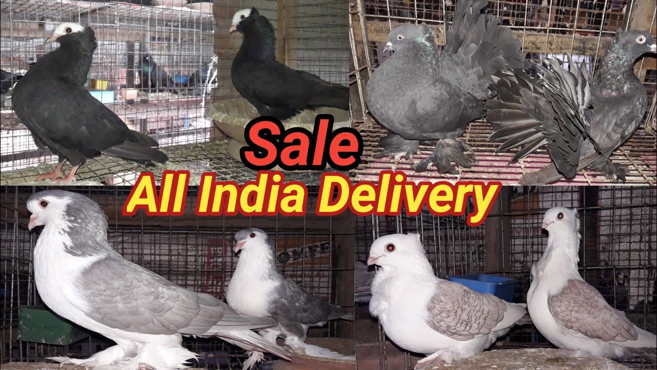 Indian fancy pigeons video 😍 contact 9933351399/ kolkata top pigeon farm