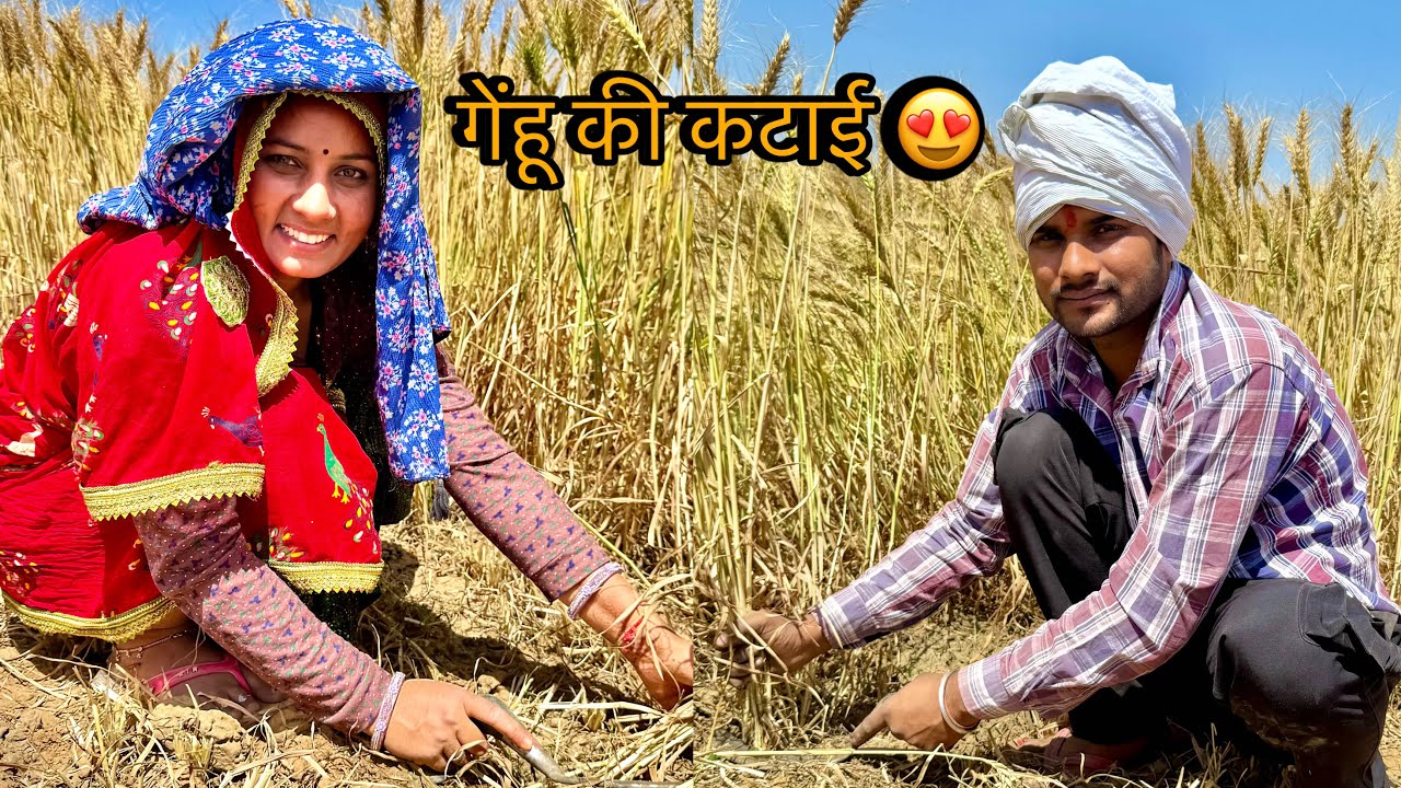 आज फार्महाउस पर गेहूं काटने गए 😍 | Mousam Meena Vlog | #vlog