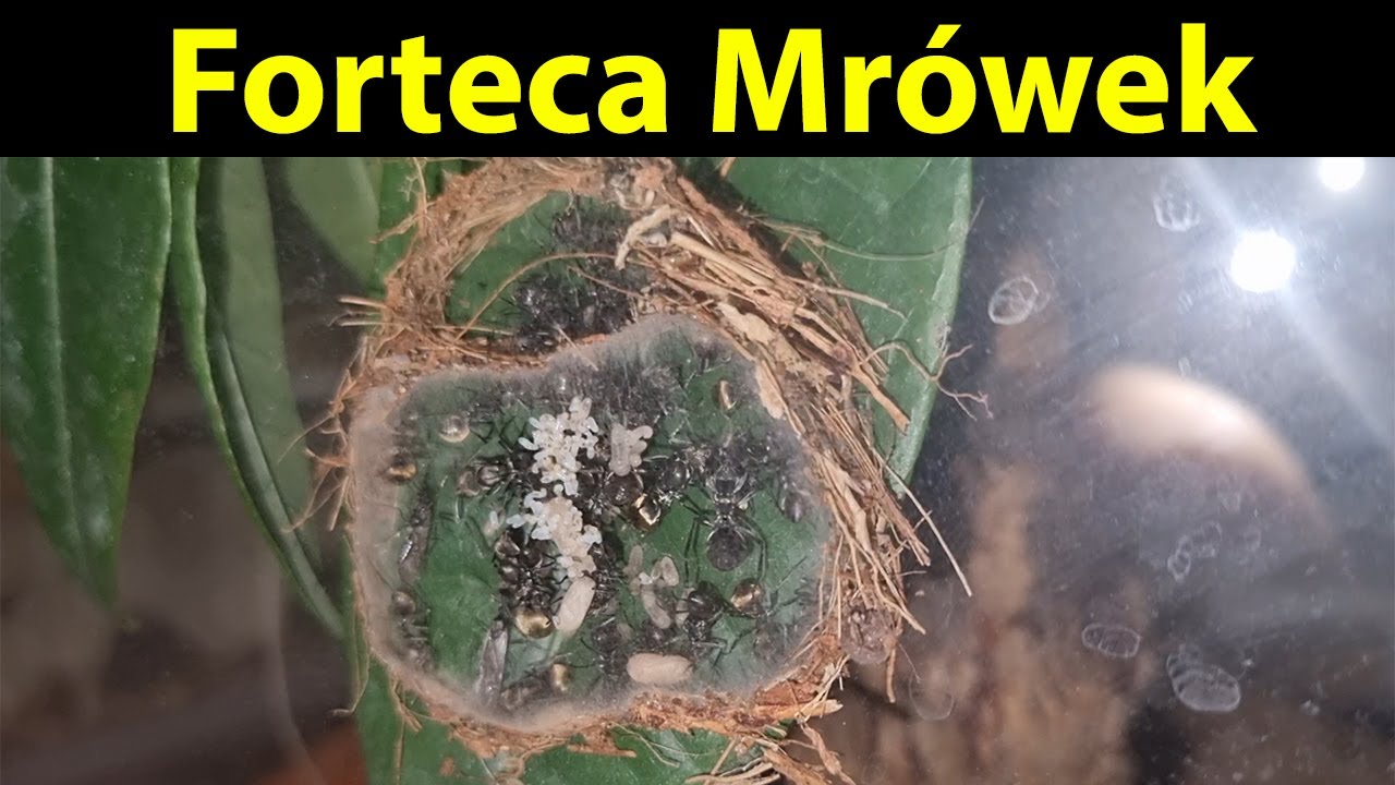 [Mr&oacute;wki] Paludarium wielogatunkowe, Polyrhachis dives Gold
