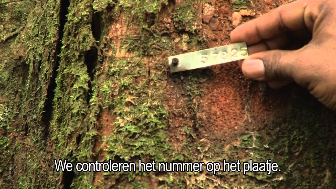 FSC bosbeheer en de Chain of Custody