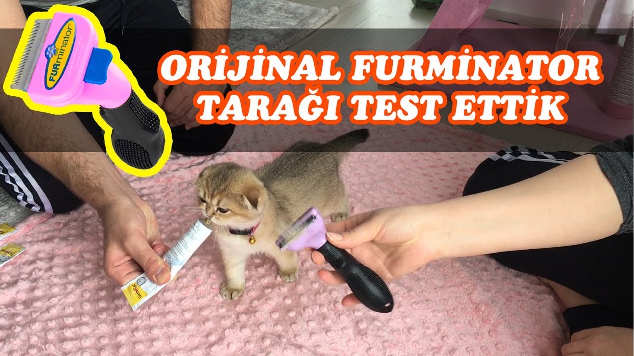 BU TARAK HARİKA !!! FURMİNATÖR TARAK İYİ İŞ ÇIKARDI.