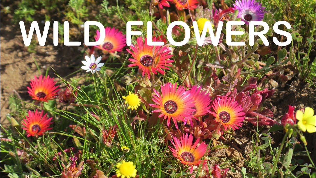 Exploring the Spectacular Wildflowers of the South African West Coast and Namaqualand