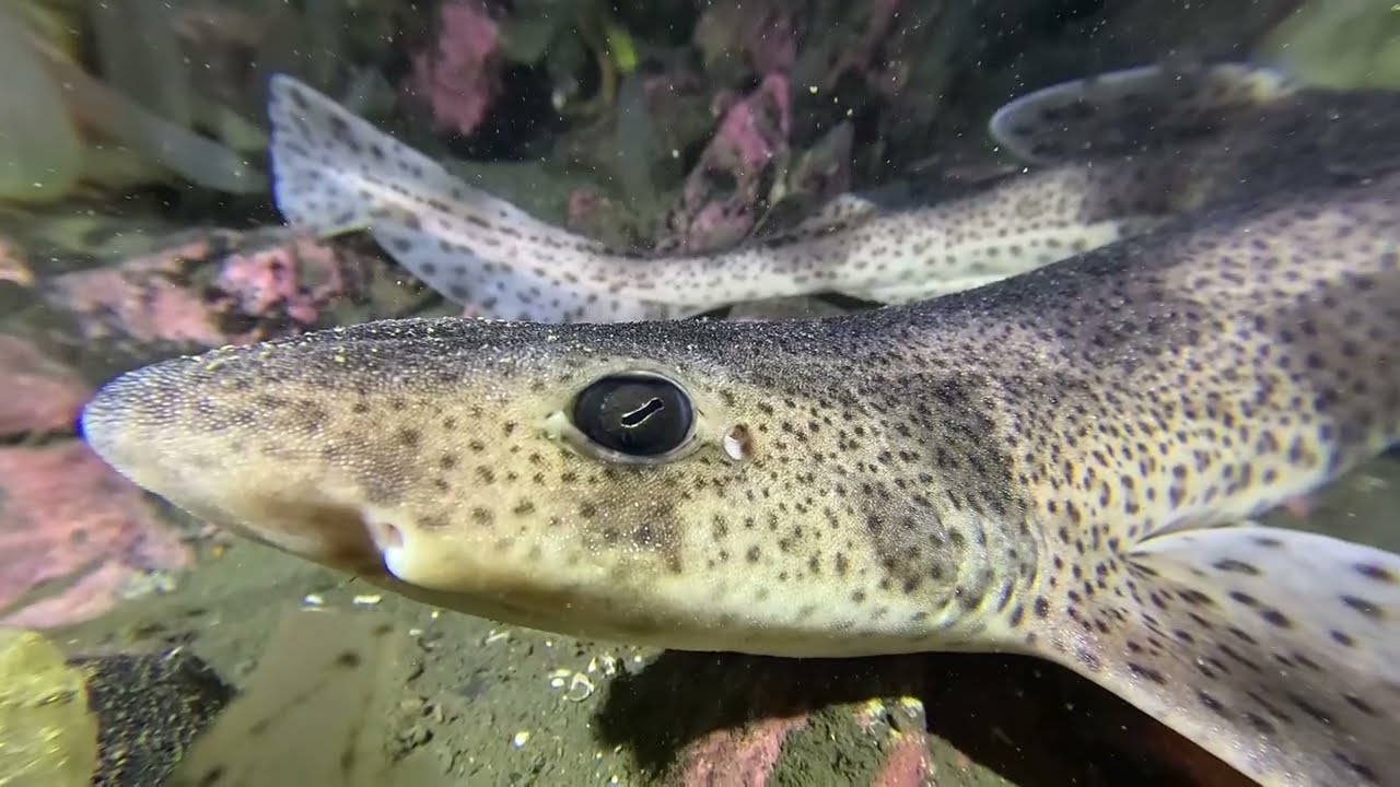 Small-spotted catshark in Oslofjord / Dykning med småfläckig rödhaj i Norge / Småflekket rødhai