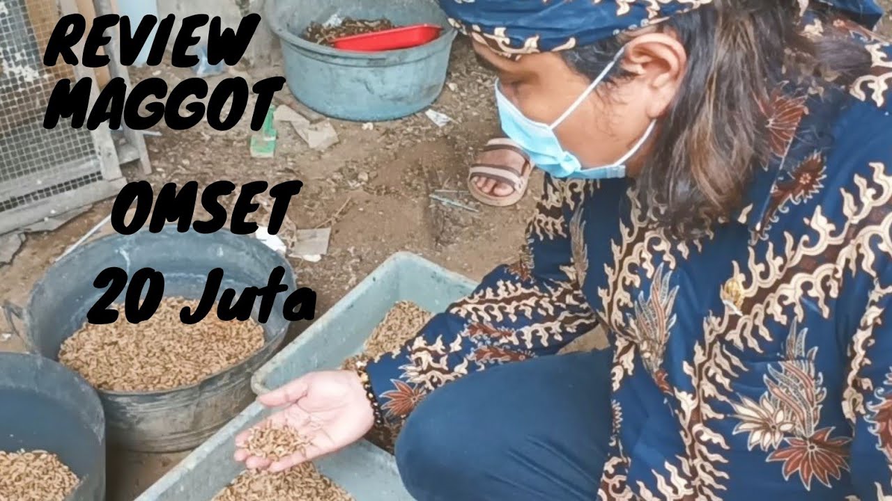 Budidaya Belatung Pengurai Sampah Maggot|Omset 20 Juta||