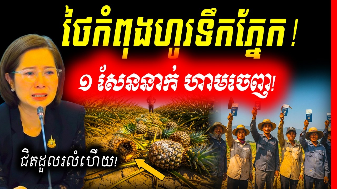 🚨ថៃកំពុងហូរទឹកភ្នែក! បញ្ជាឃាត់ខ្លួនពលករខ្មែរ ១ សែននាក់ មិនឱ្យចេញពីប្រទេស ព្រោះខ្លាចវិស័យកសិកម្មដួល