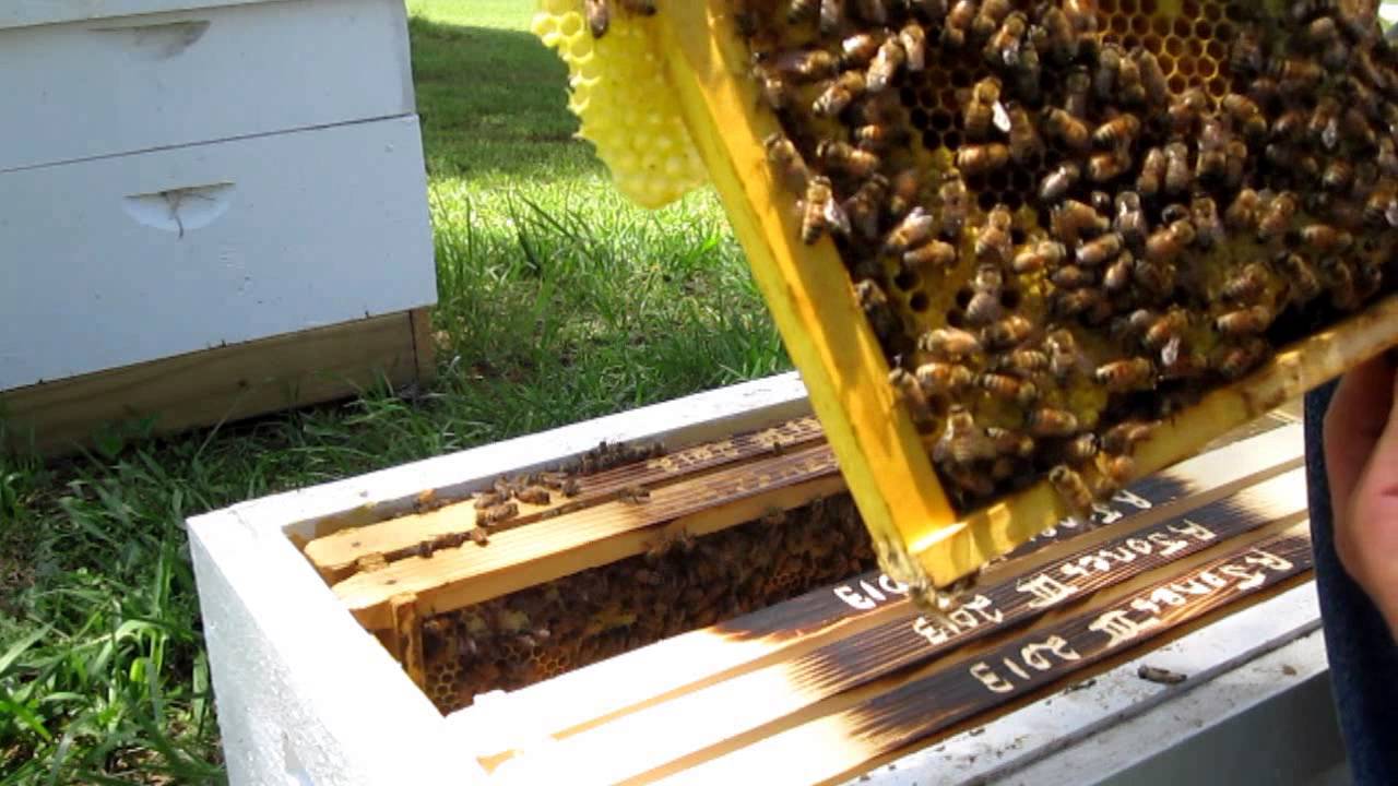 Virgin Queen Introduction