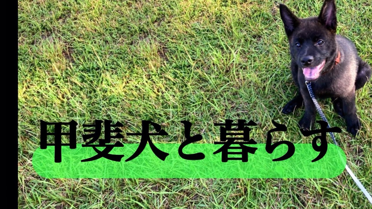 #山で暴れ君‼️                                                                  #家で暴れるヤロウ🙂‍↔️