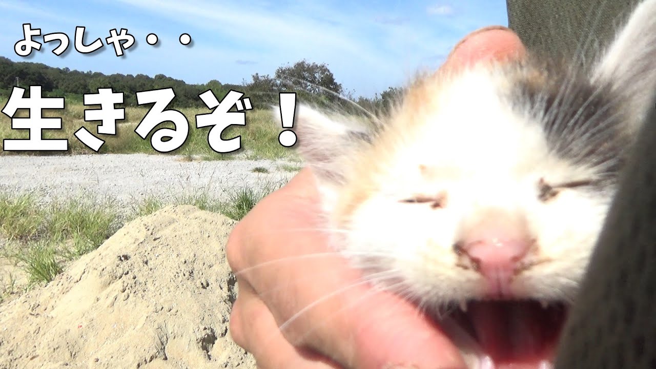 廃墟倉庫で子猫を発見、保護した！
