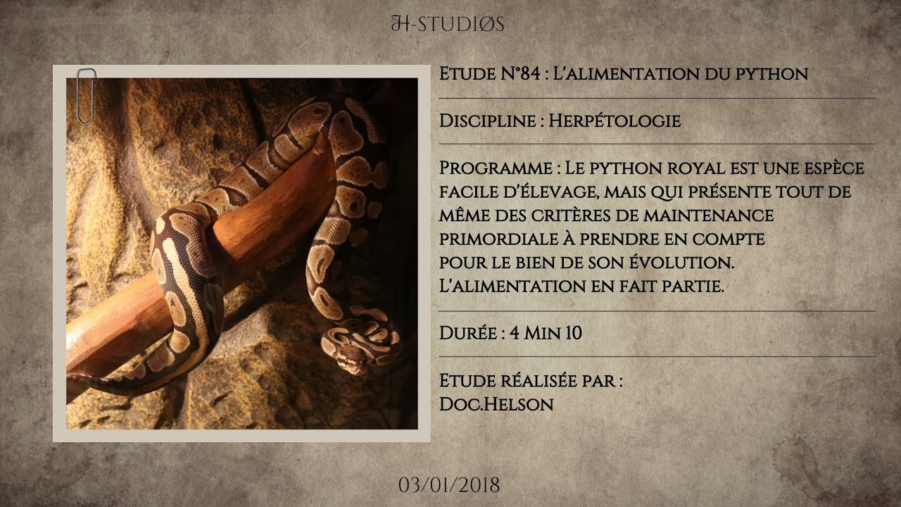 ALIMENTATION D'UN PYTHON - Le python regius.