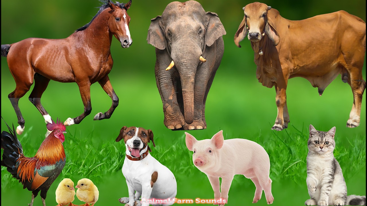 Farm Animal Habitats: Dogs, Goats, Chickens, Sheep, Cats, Horses, Cows – Animal Videos
