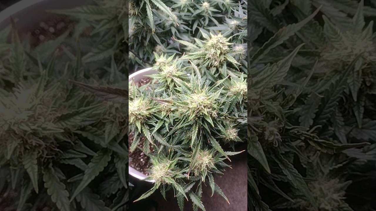 Day 58 2 gal Flushing Ghetto cannabis grow journal #Viparspectra P600 organic 4x2 #autoflowers