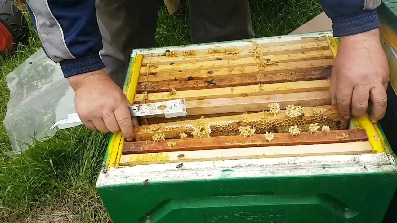 Extinderea cuibului cu foite. Cum arata familile la 01.04.23.