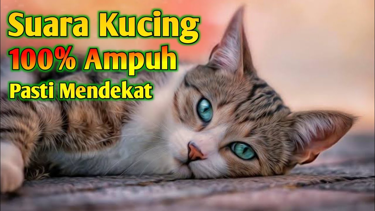 Suara Pikat Kucing Auto Nyamperin _ Suara Kucing Memanggil Temannya