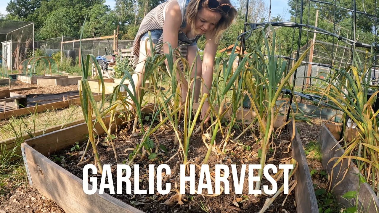 My Garlic Has Rust...Let's See If I Get A Harvest And Plant Some Pumpkins!