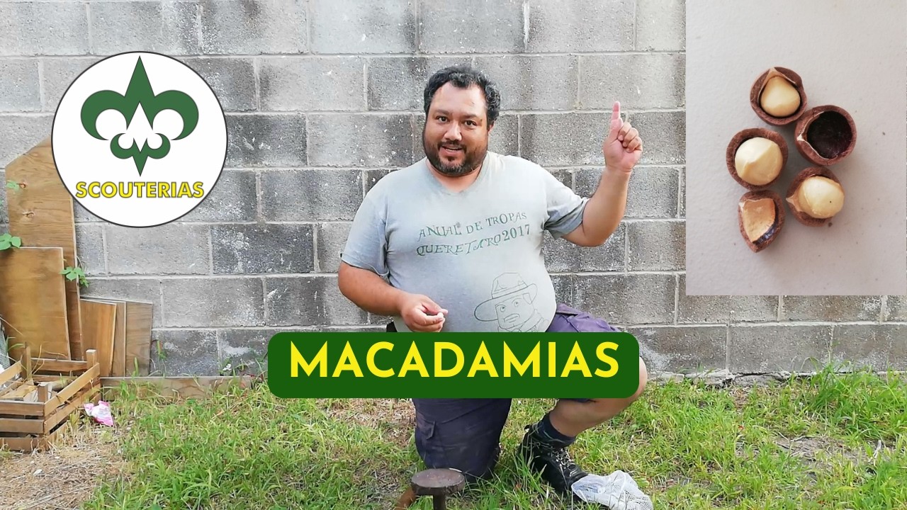 Algunos datos de la  nuez de MACADAMIA.