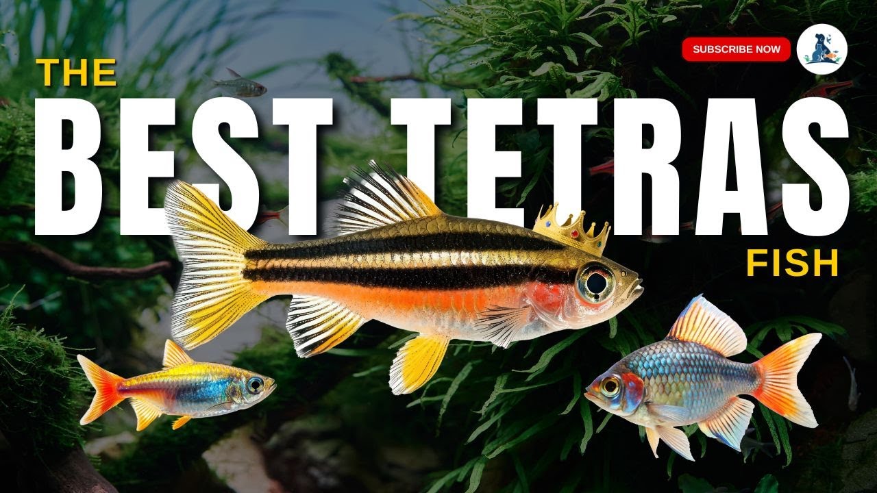 20 BEST Tetras for Your Aquarium! 🐟 Transform Your Underwater Oasis! #viralvideo #fish #aquarium