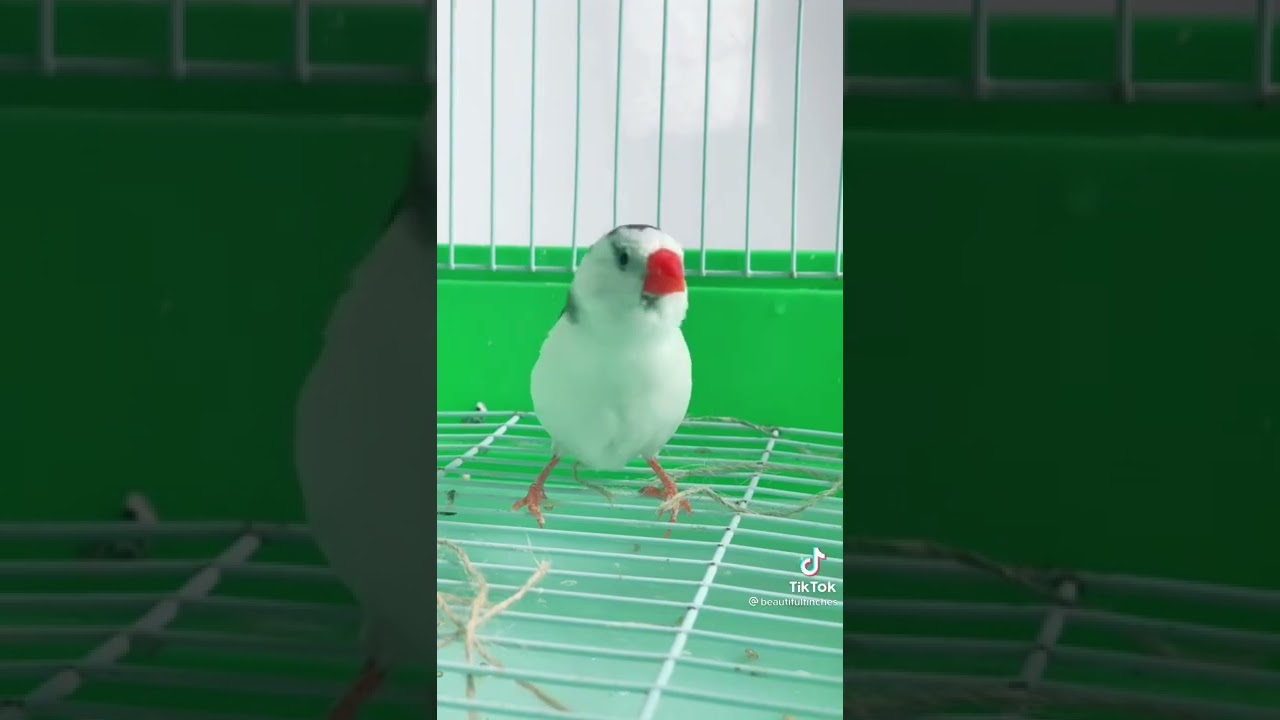 طائر الزيبرا وهو يغرد😍😍