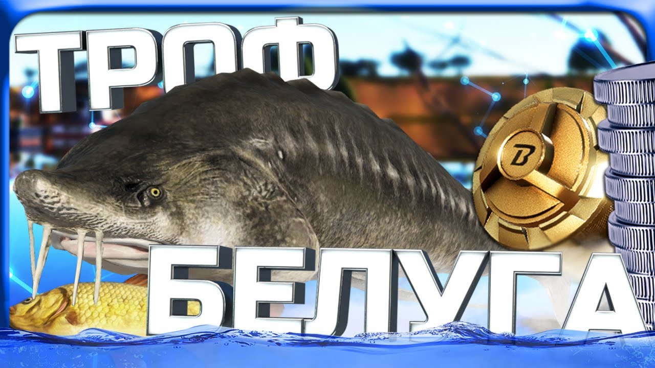 РР4 ТРОФЕЙНАЯ БЕЛУГА КАСПИЙСКАЯ!