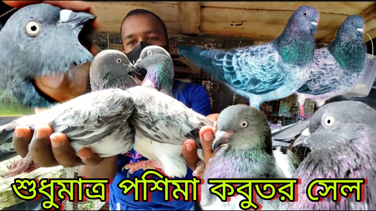 poshima pigeon sale . পশ্চিমা কবুতর সেল 16/10/22 new video.