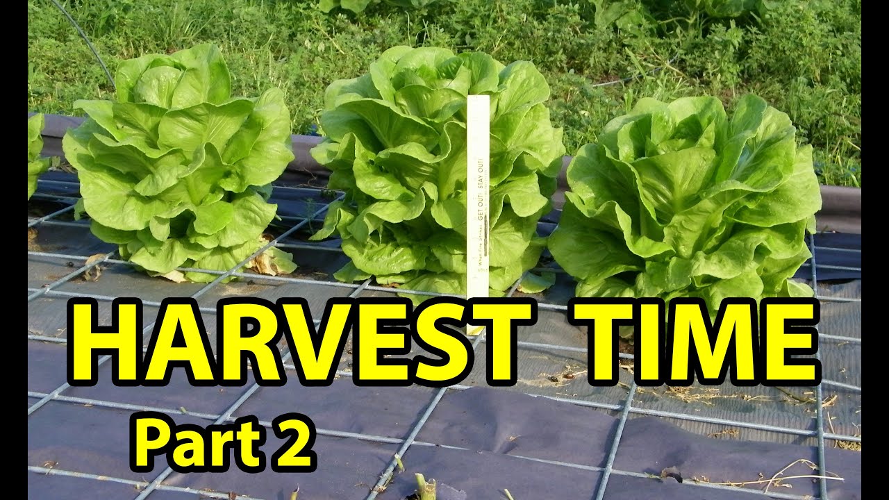 Garden Harvest - ROMAINE Lettuce - Grown Undercover in Summer 2016, Gardening 101, Part #2
