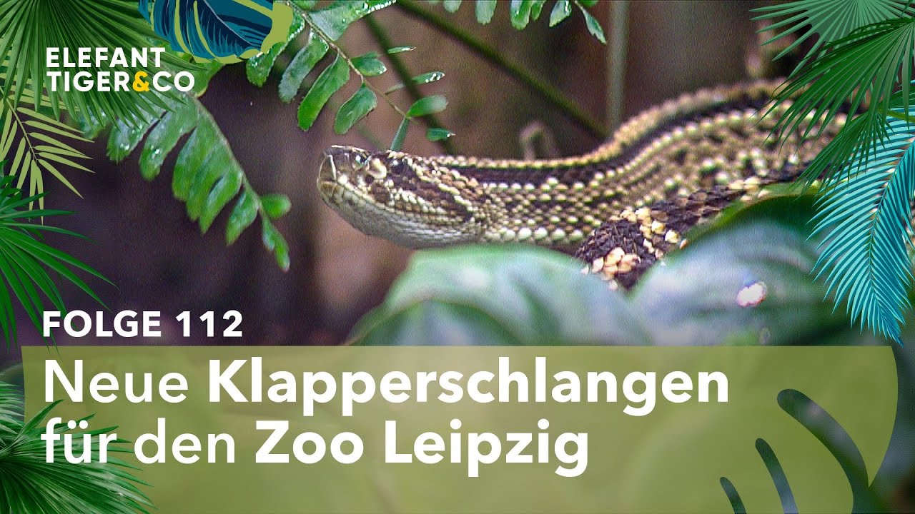 Neue giftige Bewohner für den Zoo Leipzig (Folge 112) | Elefant, Tiger & Co. | MDR