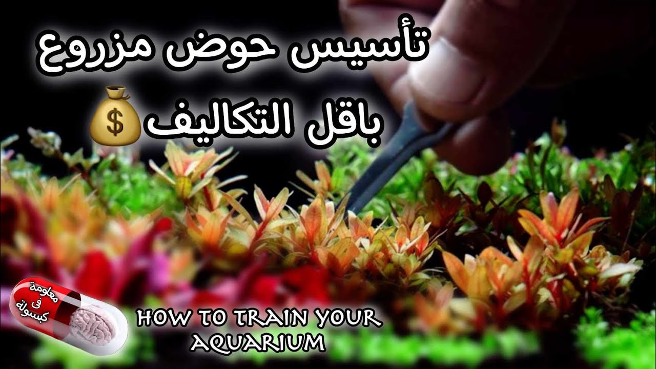 تأسيس حوض مزروع بأقل التكاليف و البدائل