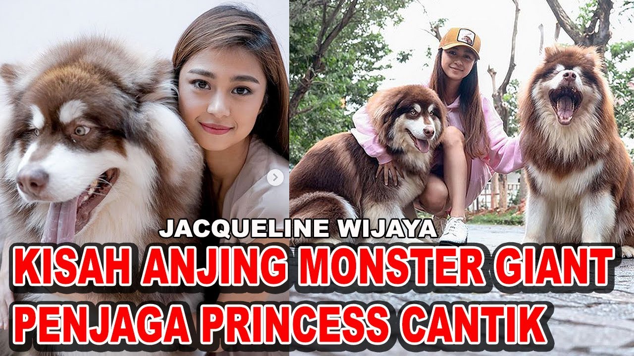 ANJING MONSTER GIANT SANG PENJAGA PRINCESS CANTIK - FT. JACQUELINE WIJAYA