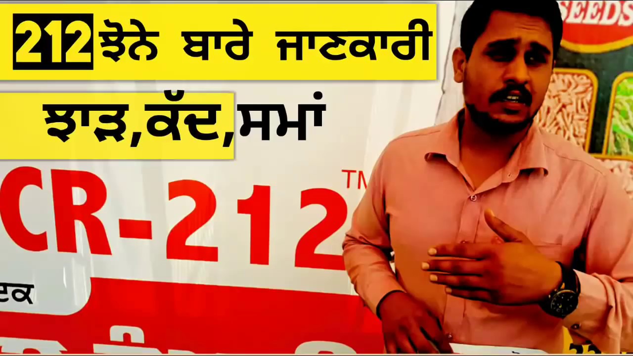Cr-212 ਝੋਨੇ ਦੀ ਜਾਣਕਾਰੀ CR-212 paddy variety specifications