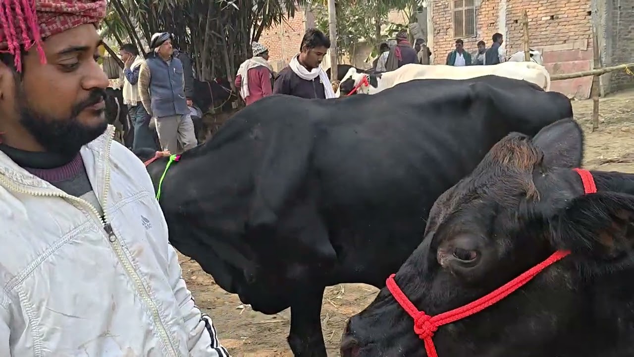 जरूआ पशु मंडी हाजीपुर वैशाली राज्य बिहार में यह मंडी रविवार के दिन लगती है 