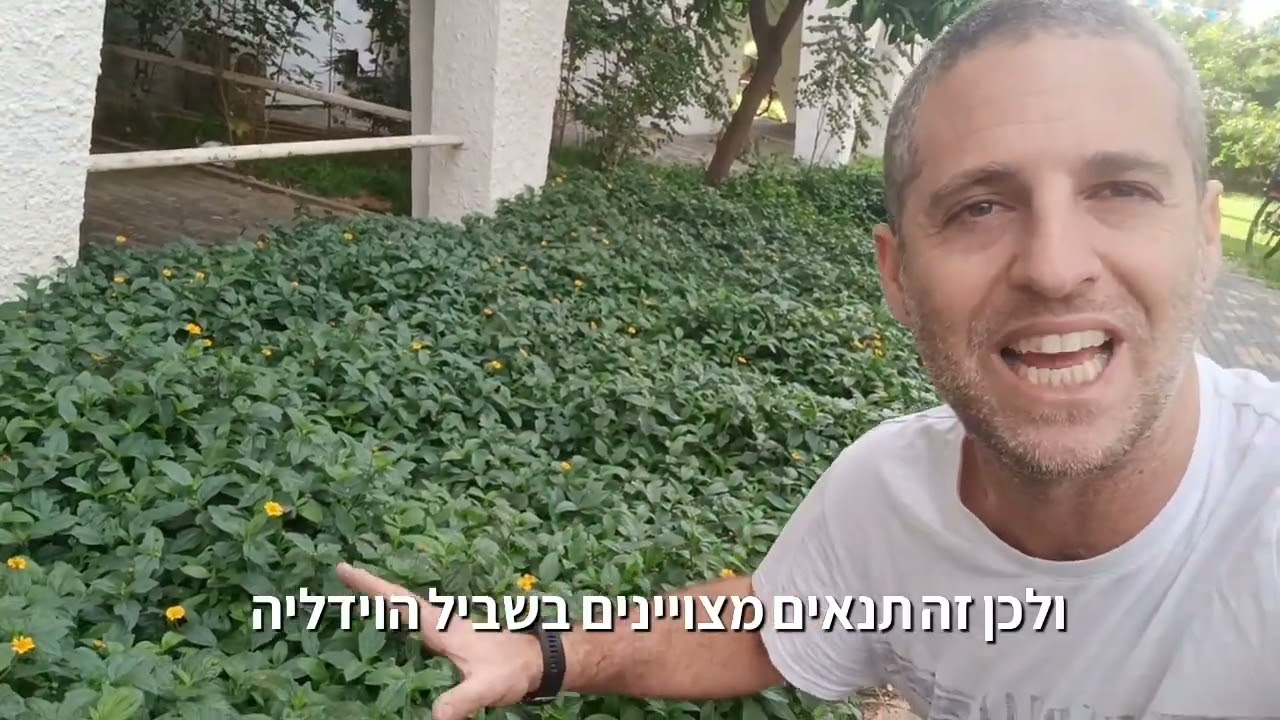 שטח נקי מעשבייה - ריסוס זה הפתרון הכי קל והכי לא בריא