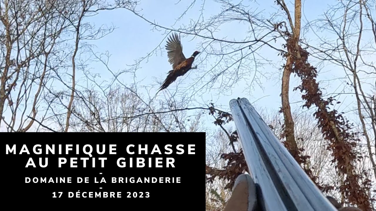 MAGNIFIQUE CHASSE DU PETIT GIBIER - DOMAINE DE LA BRIGANDERIE