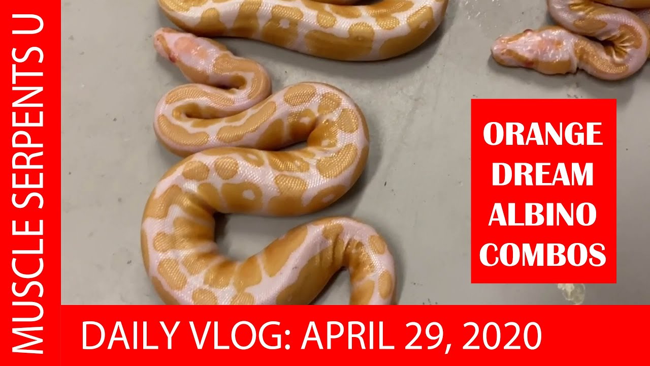 ALBINO GENE COMBOS in BALL PYTHONS! Aug 14, 2020