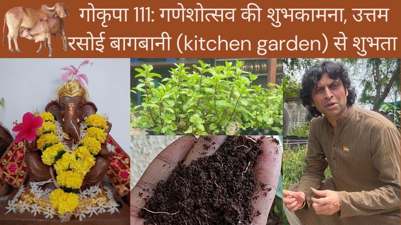 गोकृपा 111: गणेशोत्सव की शुभकामना, उत्तम रसोई बागबानी (kitchen garden) से हर घर शुभता