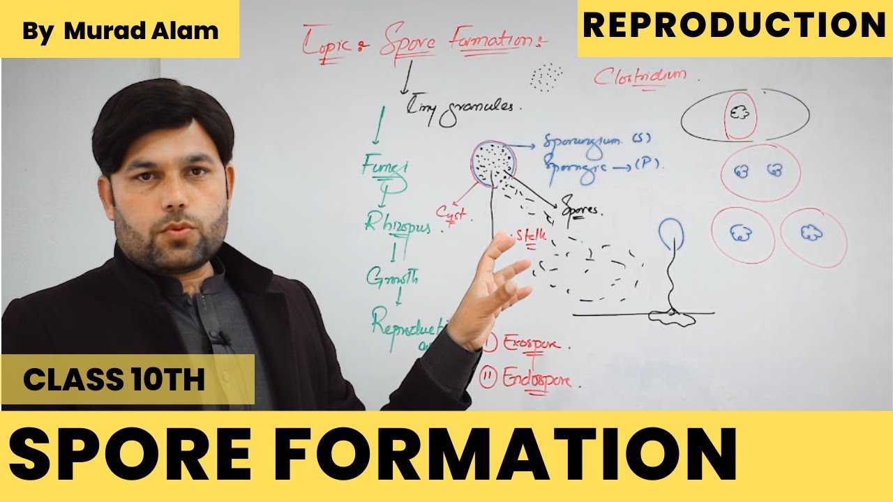 Spore Formation | Asexual Reproduction l Biology 10th in Urdu/Hindi l Ch: Reproduction