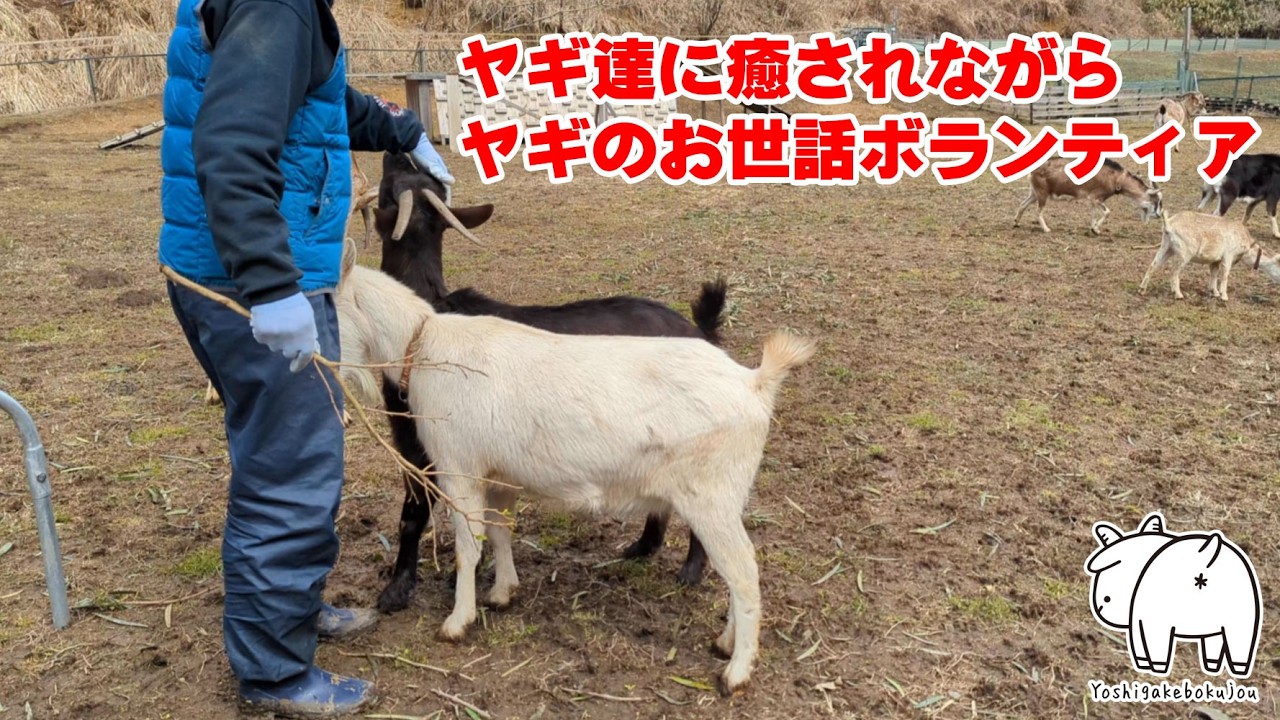 ヤギのお世話をしながらヤギに癒されることができるヤギボランティア　2025年3月20日　手作りヤギ牧場 吉がけ牧場 #goat #ヤギ