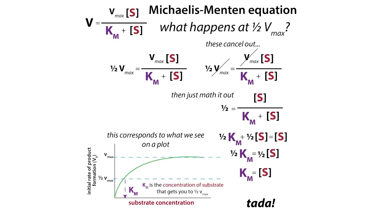 Michaelis-Menten enzyme kinetics & enzyme activity, activity units, & specific activity