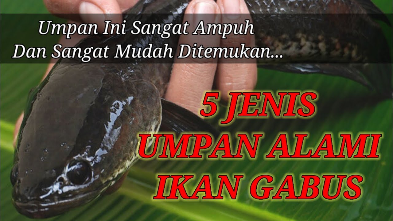 Umpan ikan gabus liar terbaik agar cepat dimakan