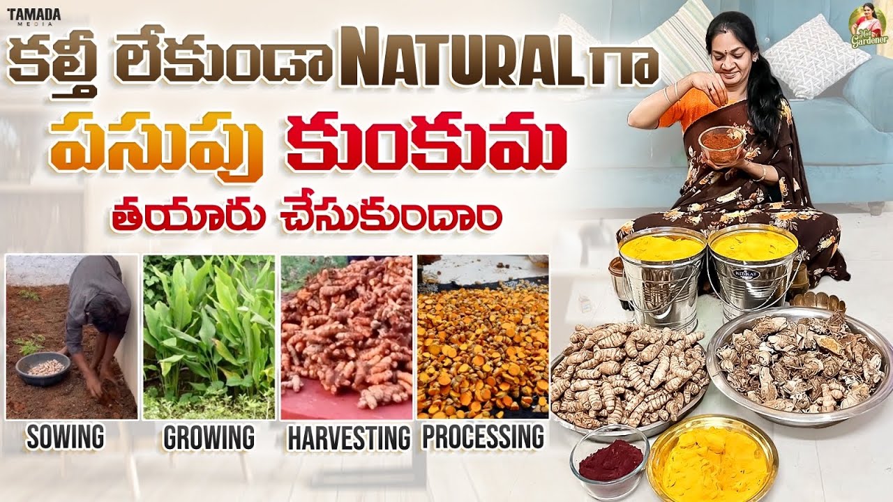 ఇంట్లోనే సులువుగా ఆర్గానిక్ పసుపు కుంకుమ చేసుకోవచ్చు/Turmeric &Kumkum making process  