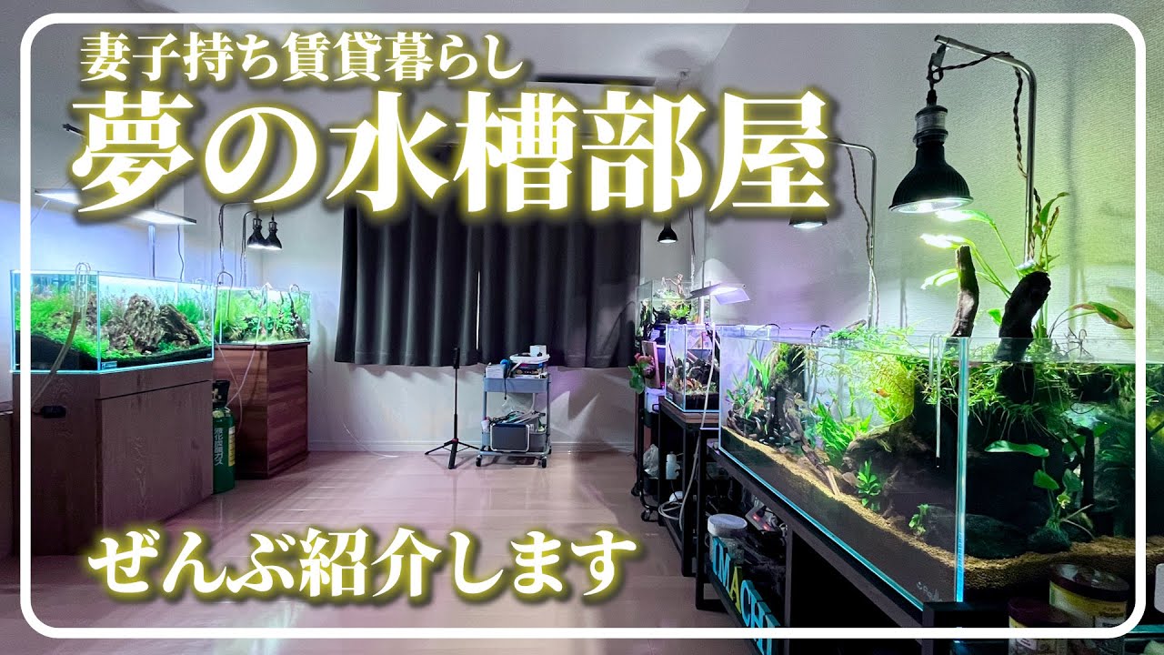 夢の水槽部屋【妻子持ち&賃貸マンション】