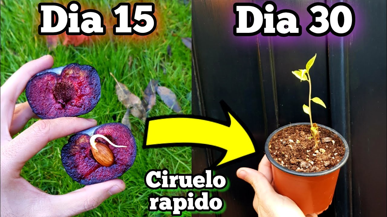 🍒 COMO Germinar CIRUELAS (De cualquier TIPO) Sembrar Semillas de Ciruela | Plantar hueso de ciruelo