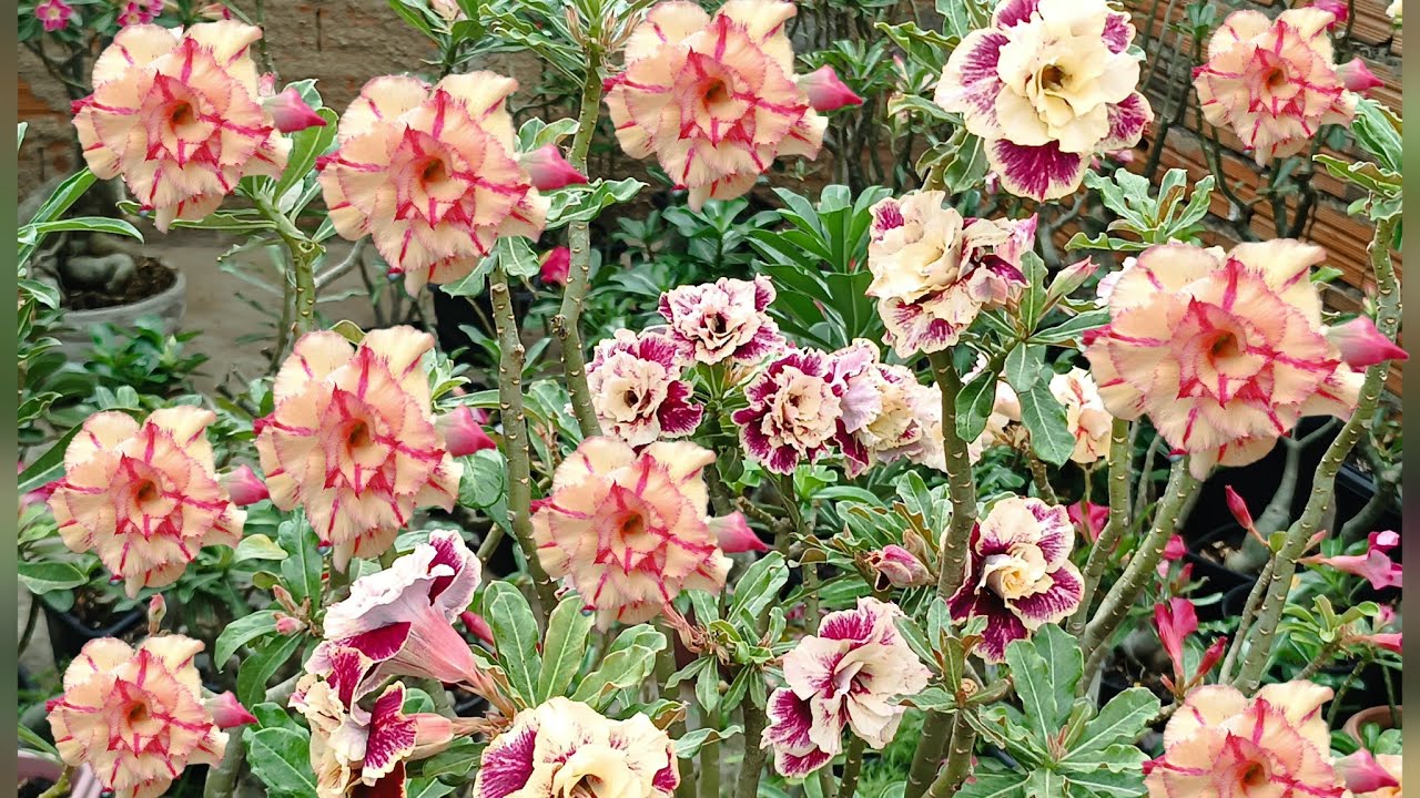 Rosa do Deserto 🌻 LM 86 + Um tour com muitas flores 🌺🥰☺️🤗💐🙌🤩👏😍