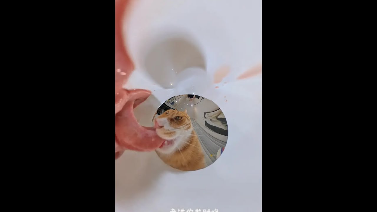 Start the stormy suction # cat eating broadcast # all things lovely plan # cat # fresh meat