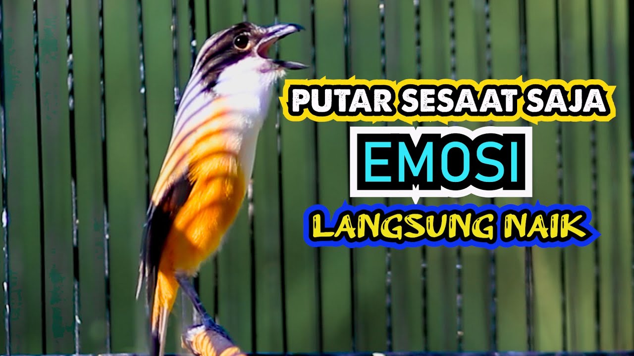 PUTAR SESAAT SAJA EMOSI CENDETMU PASTI NAIK, MASTERAN CENDET MEWAH KASAR