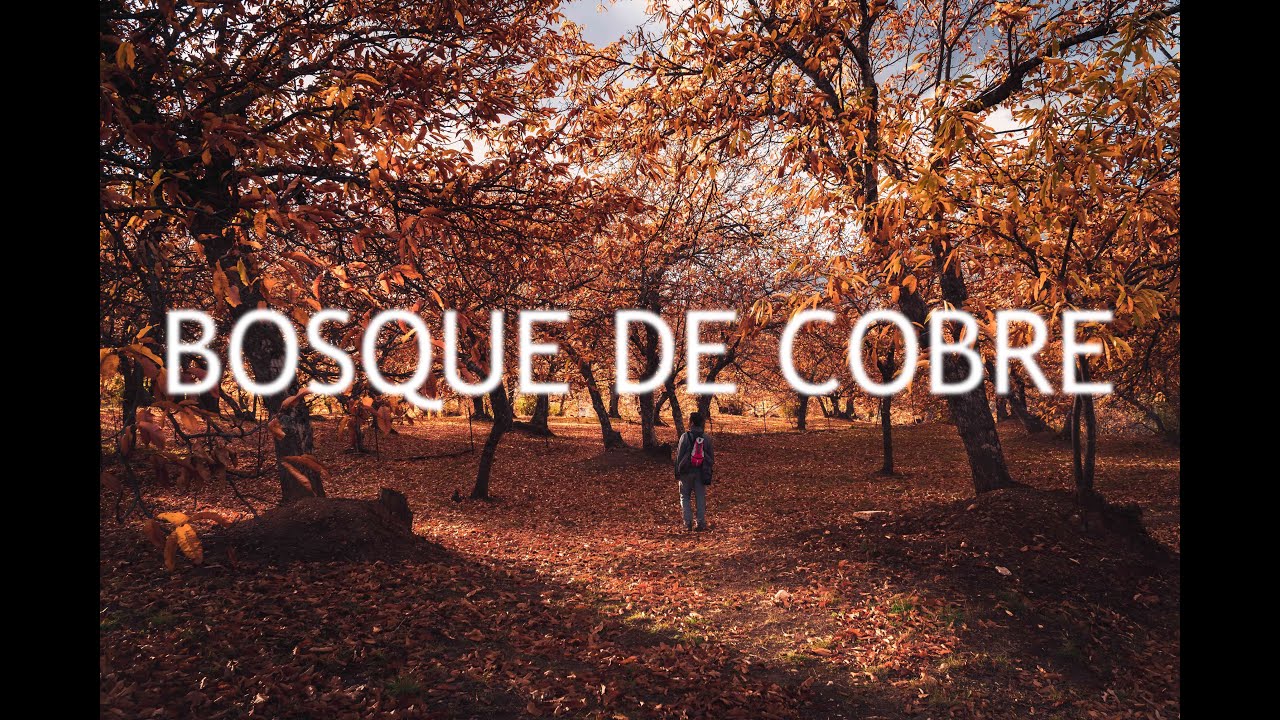 Bosque de Cobre
