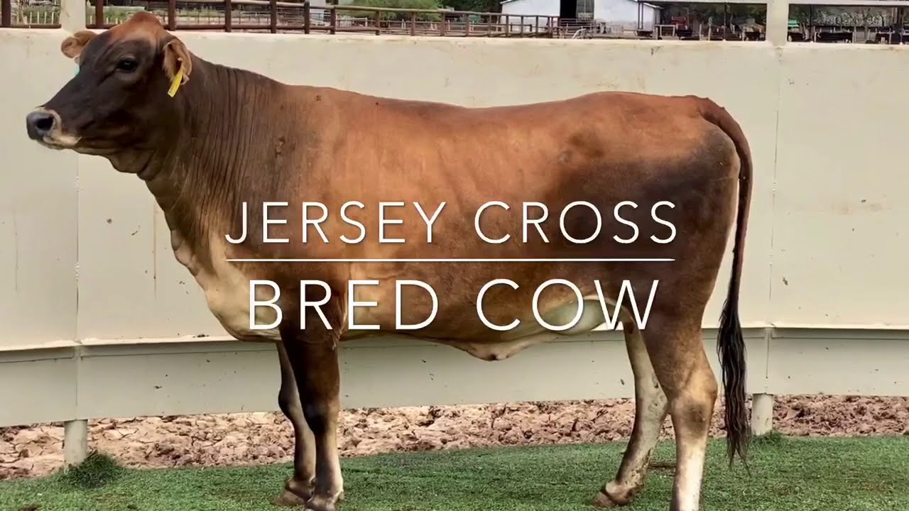 Young Jersey Cross Bred Cow