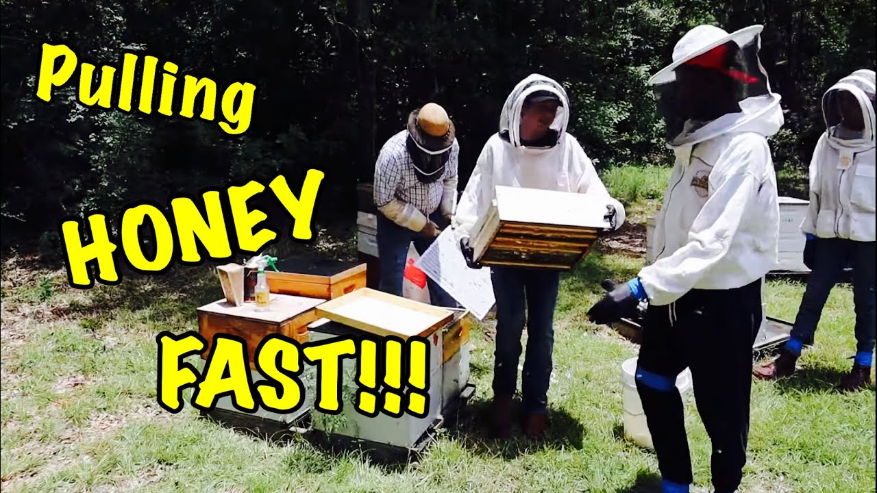 Honey Harvest | Using FUME BOARDS to Remove LOTS of HONEY  FAST!!!