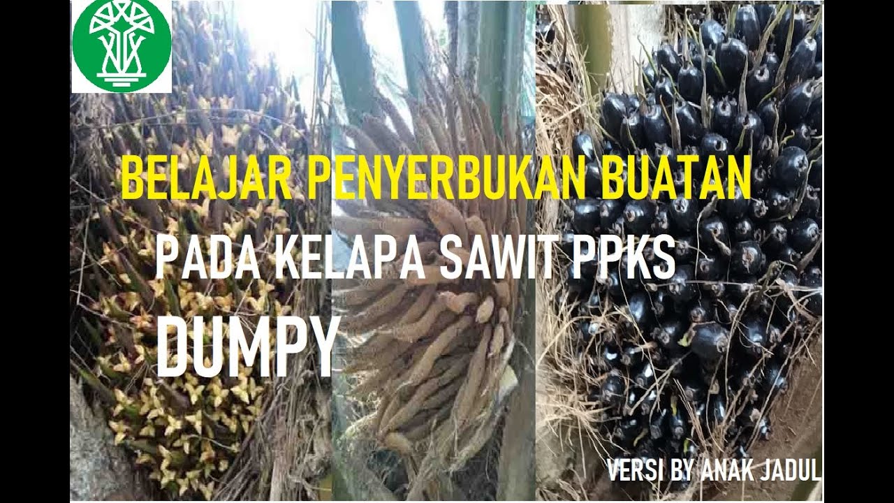 Sawit Unggul~Belajar Penyerbukan Buatan Pada Kelapa Sawit PPKS Dumpy By Anak Jadul-Cacang Ruswandi