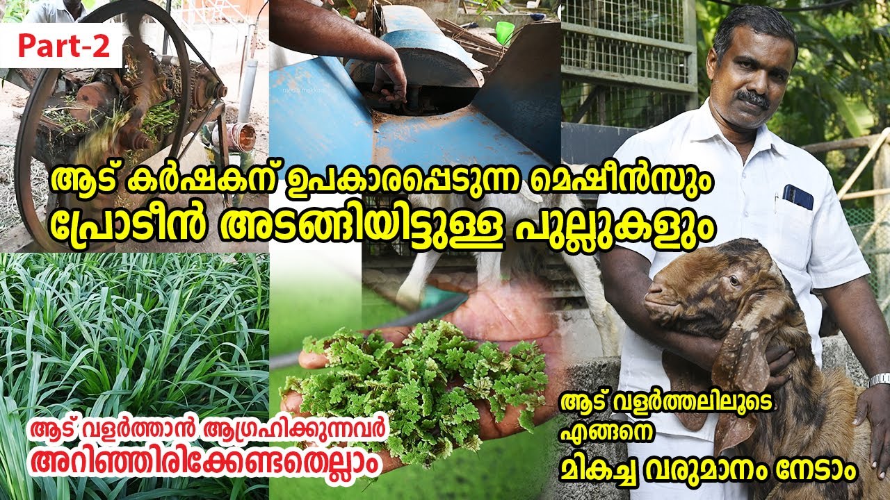KERALA GOAT FARMING | ഇത് പോലെ ചെയ്താൽ ആട് ഫാം മികച്ച ലാഭകരം | GOAT FARM | media makkani