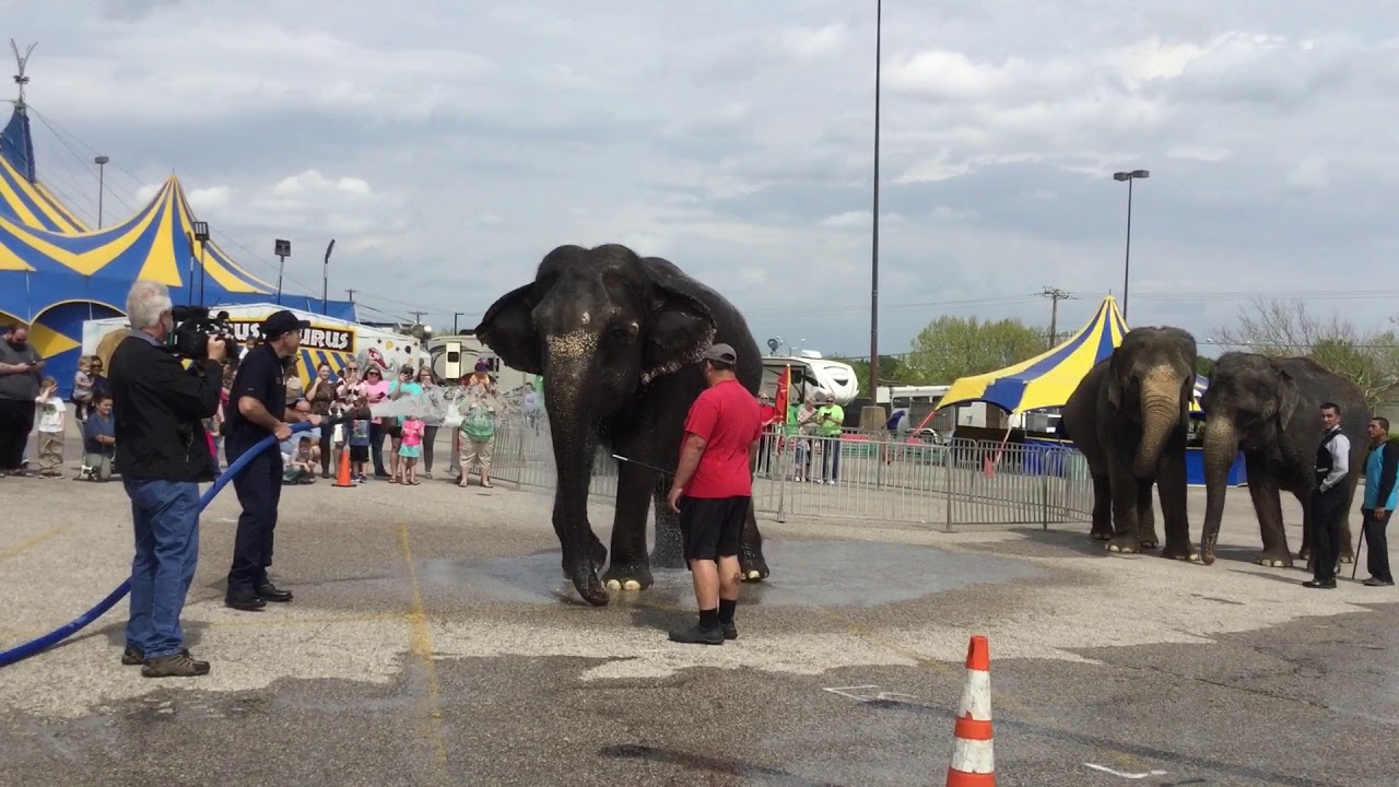 Carson and Barnes considering removing elephants from circus